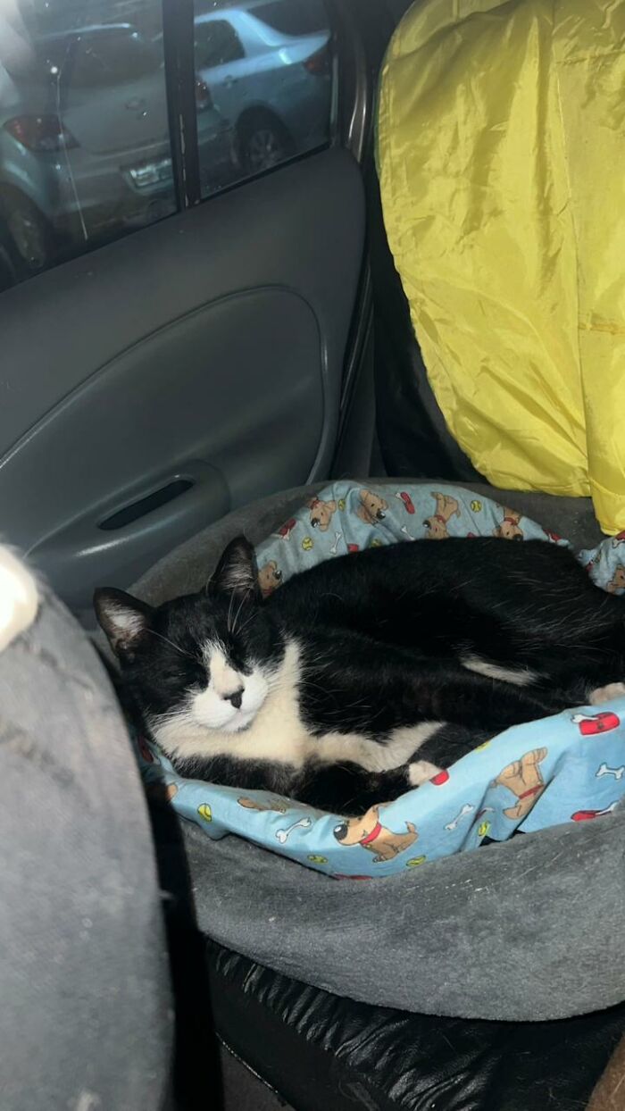 Black and white cat resting comfortably in a cozy bed inside a car turned tiny condo for stray cats. Black and white cat resting comfortably in a cozy bed inside a car turned tiny condo for stray cats.