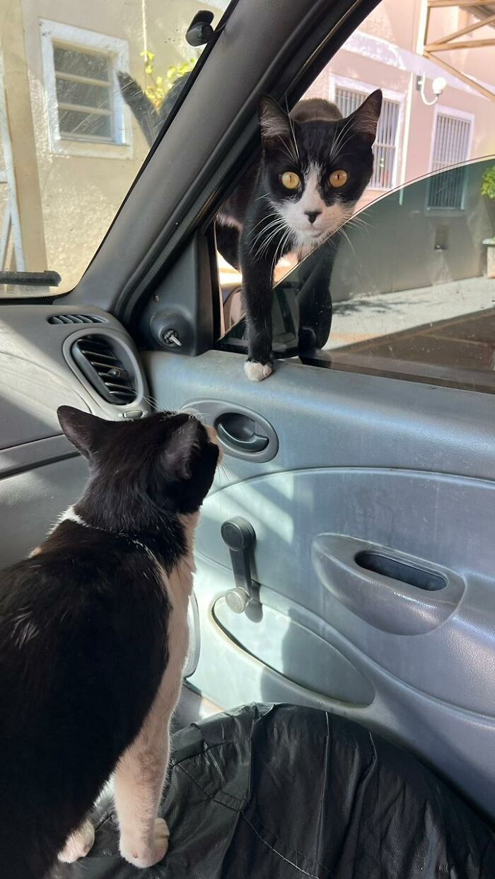 Two black and white stray cats interacting inside a car turned into a tiny condo for cats. Two black and white stray cats interacting inside a car turned into a tiny condo for cats.
