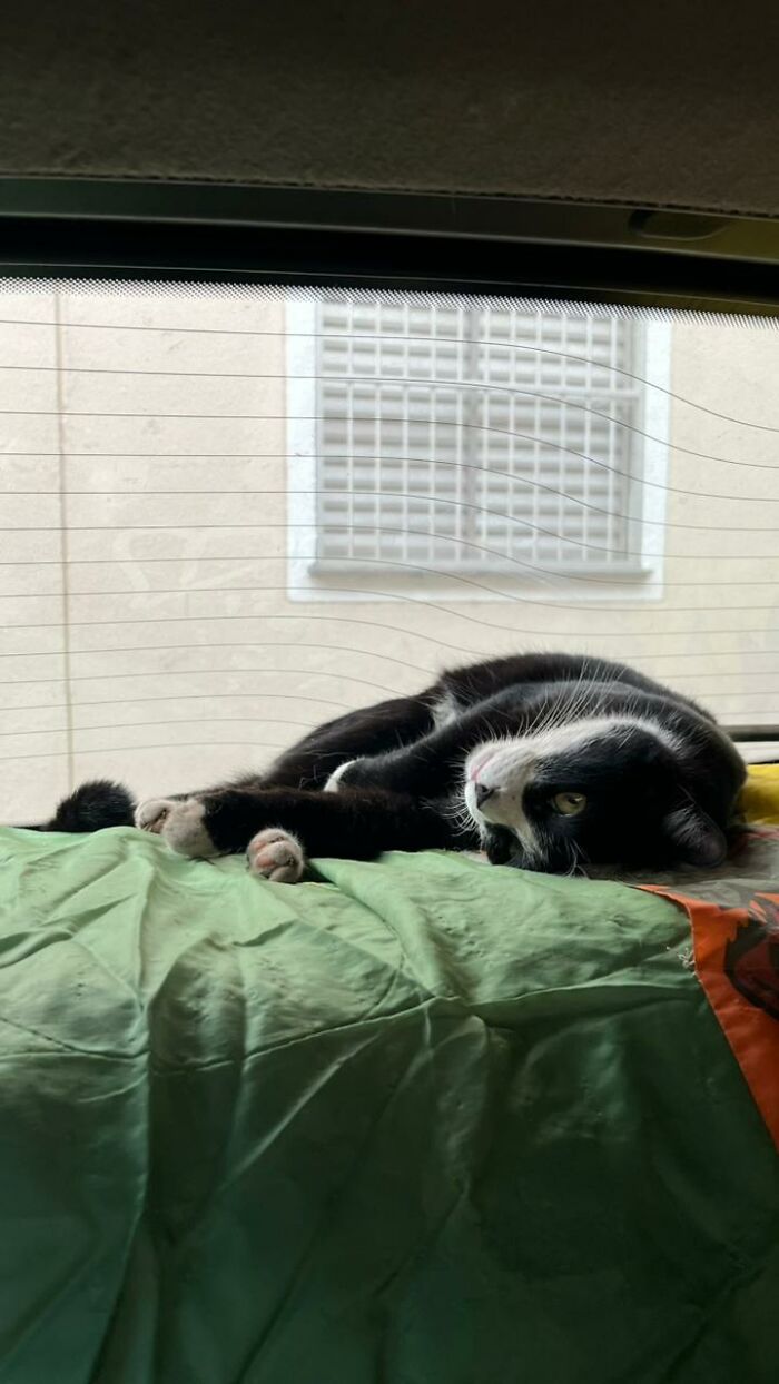 Black and white cat resting inside a car converted into a tiny condo for stray cats, lying on a green blanket. Black and white cat resting inside a car converted into a tiny condo for stray cats, lying on a green blanket.