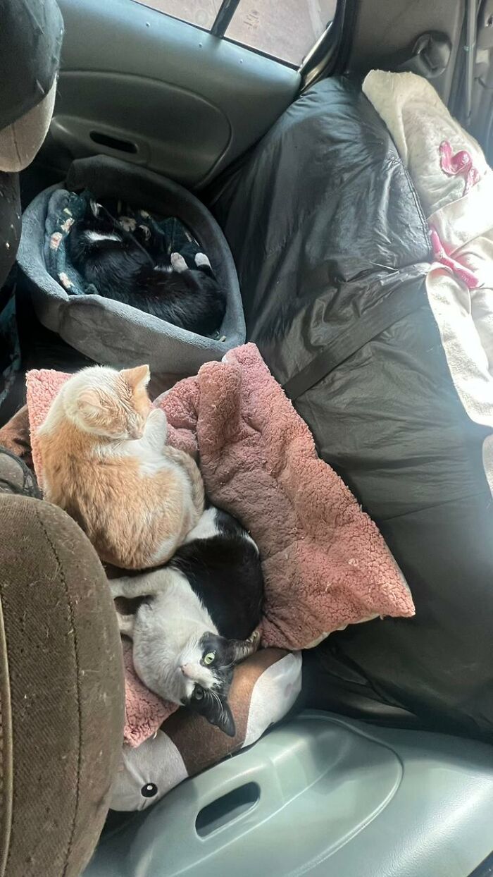 Three stray cats resting comfortably inside a car converted into a tiny condo with cozy blankets and beds. Three stray cats resting comfortably inside a car converted into a tiny condo with cozy blankets and beds.