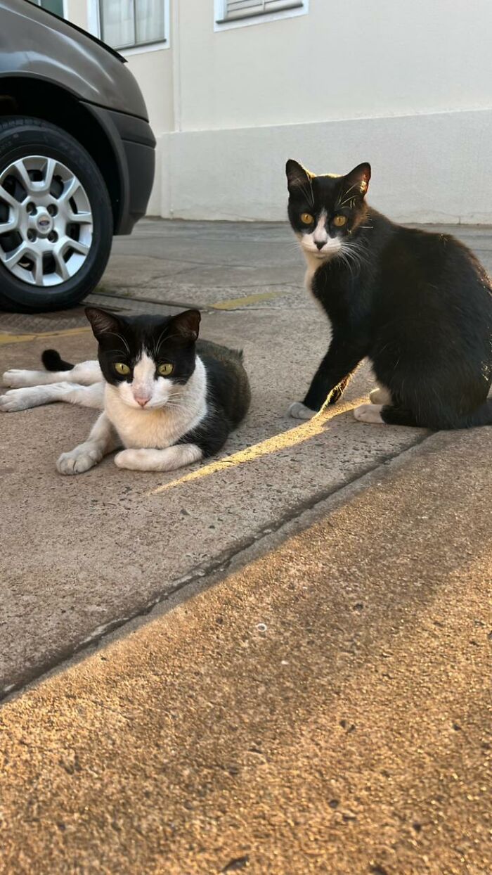 Two stray cats resting on pavement near a parked car in a tiny condo created for them by a woman. Two stray cats resting on pavement near a parked car in a tiny condo created for them by a woman.