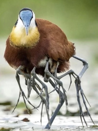Jacana-Bird-Carrying-its-Young-68d24789332a7.jpg