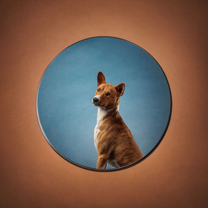Basenji dog standing in a forest surrounded by greenery, a creative pet photo from award-winning pet photography.