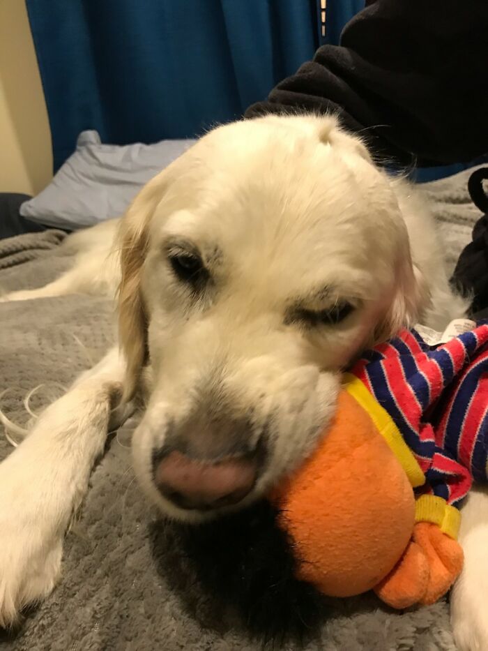 Jedda Has A Complicated Relationship With Elmo, He Loves Him, So He Bites His Head