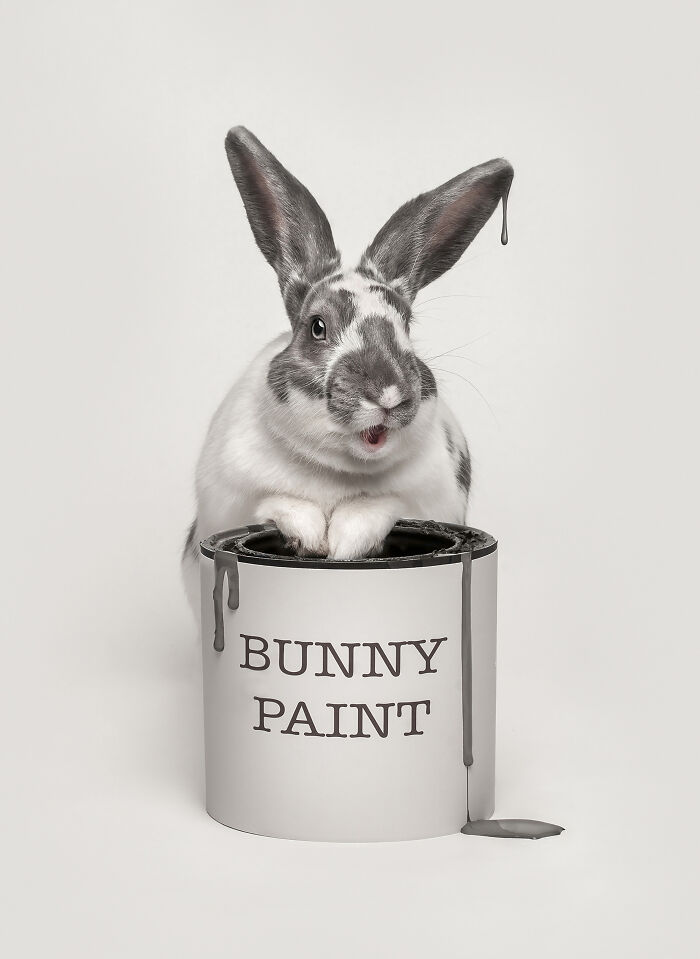 Cat with tiger-like stripes and yellow eyes in a creative pet photo winning at the 2025 International Pet Photography Awards