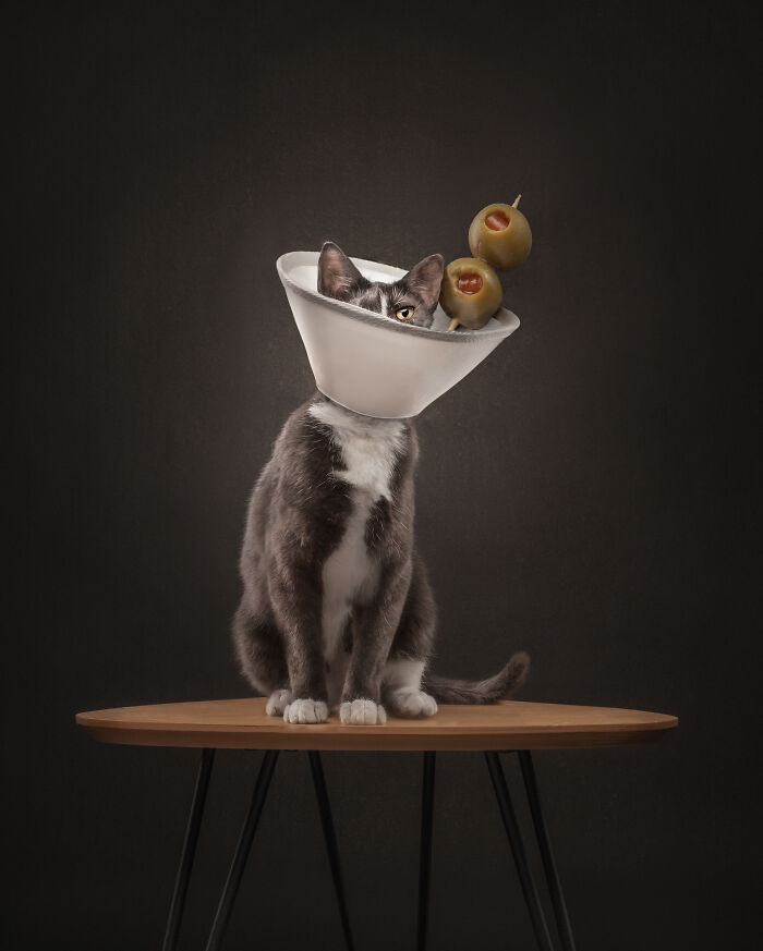 Cat with tiger-like stripes and yellow eyes in a creative pet photo winning at the 2025 International Pet Photography Awards