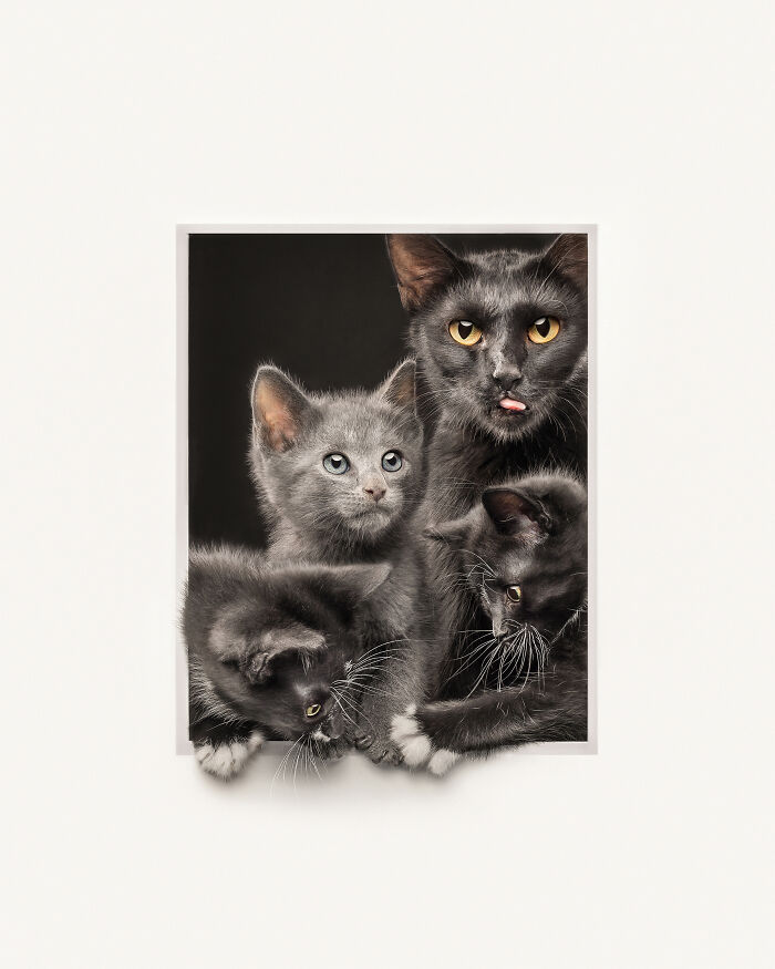 Black cat photographed from below with whiskers extended, a creative pet photo capturing unique angles for pet photography awards.