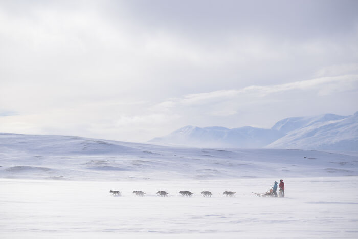Sled dogs running through snowy landscape with musher in background in creative pet photography award winner image
