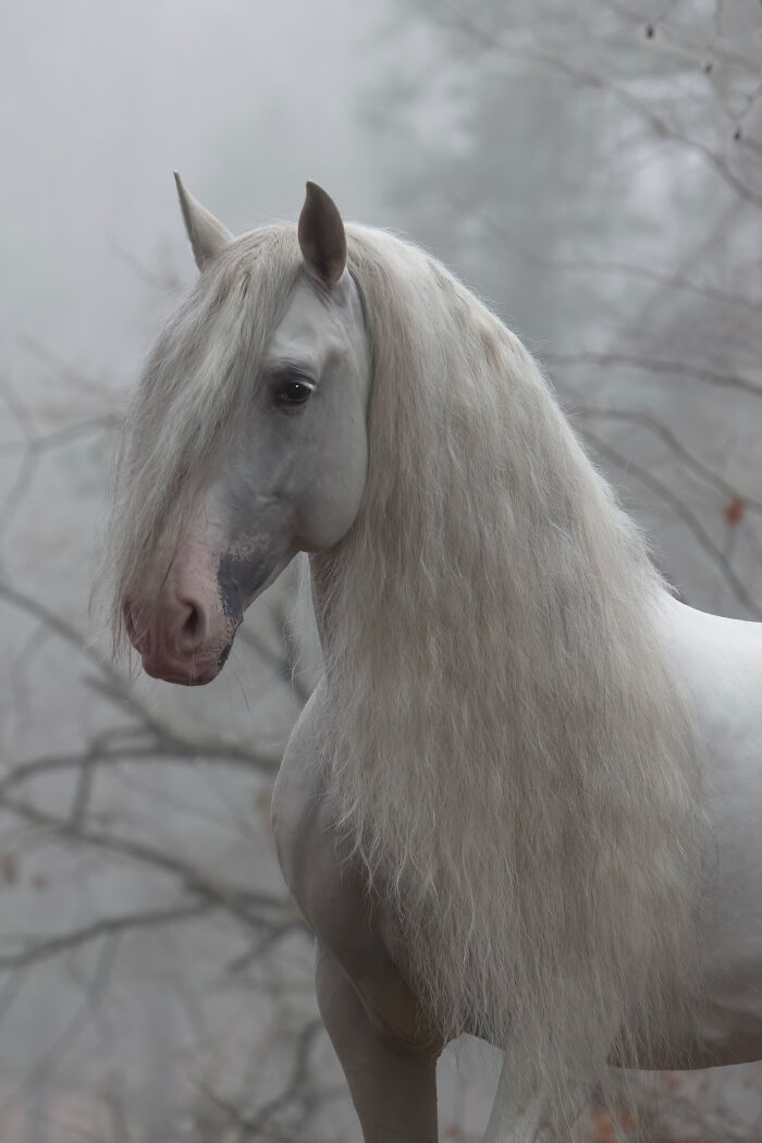Gray horse with dark mane looking back in a foggy forest setting, showcasing creative pet photos from an award-winning collection