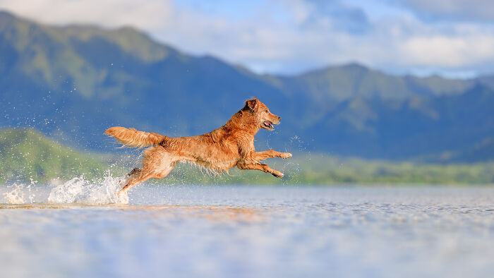 White dog splashing through shallow water, captured in a creative pet photo with warm natural lighting.