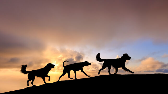 White dog splashing through shallow water, captured in a creative pet photo with warm natural lighting.