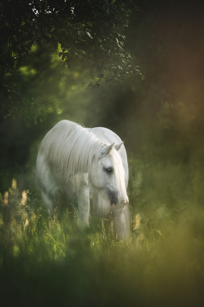 White horse standing in water surrounded by mist, showcasing creative pet photos for pet photography awards.