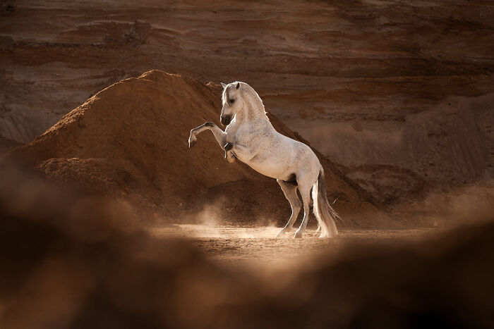 White horse standing in water surrounded by mist, showcasing creative pet photos for pet photography awards.