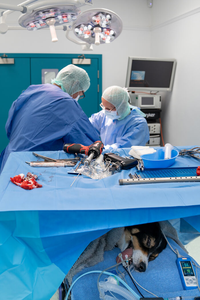 Woman receiving a loving lick from a black dog in a water therapy tank in a creative pet photo winning pet photography awards.