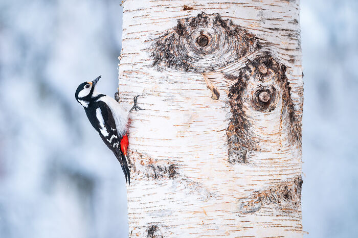 Woodpecker clinging to birch tree trunk in winter forest, a stunning wildlife and nature shot by Andrea Zampatti.
