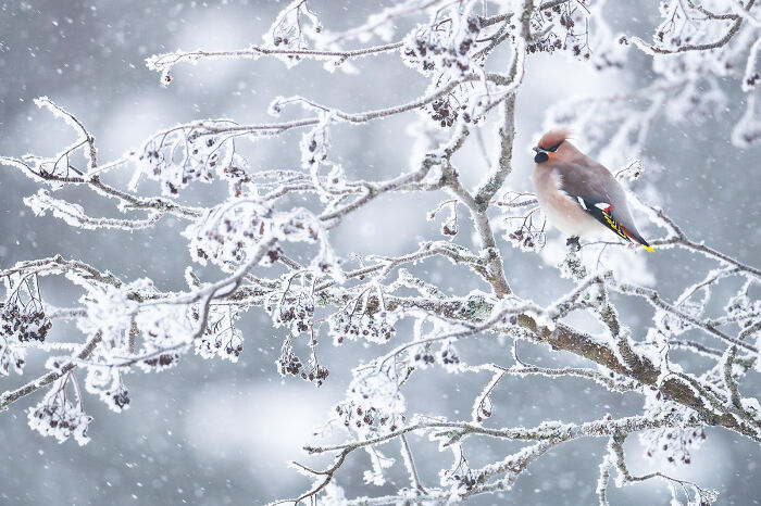 A small bird perched on a frosty branch surrounded by snowflakes in a stunning wildlife and nature shot.