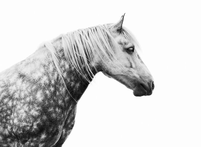 Black horse with flowing mane in a creative pet photo, featured in winning International Pet Photography Awards.