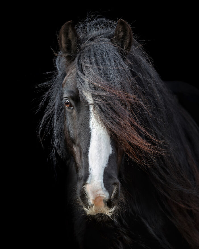Black horse with flowing mane in a creative pet photo, featured in winning International Pet Photography Awards.