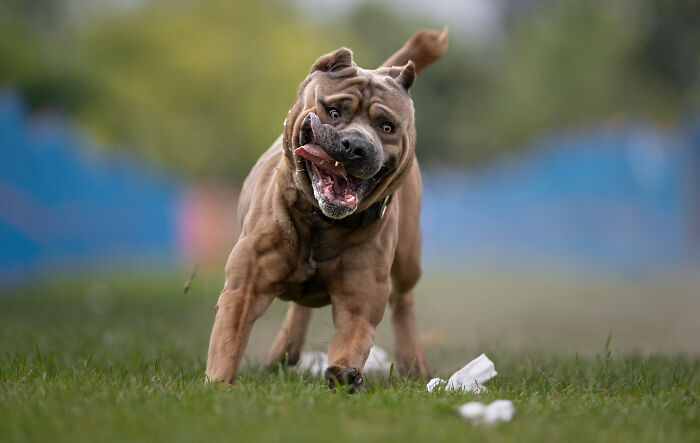 Brindle dog leaping mid-air to catch a toy, showcasing action in creative pet photos from award-winning pet photography.