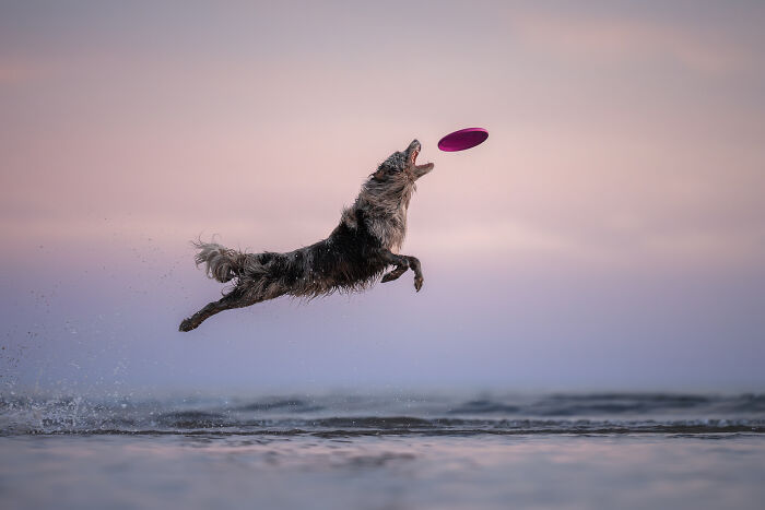 Border collie running excitedly through snow, showcasing creativity in heartwarming pet photos winning photography awards.