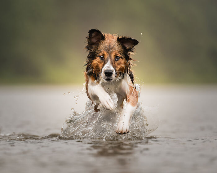 A group of creative pet photos showing dogs running joyfully through snow in a heartwarming outdoor setting.