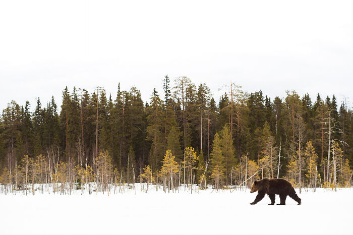 Brown bear walking across snow in front of a dense forest, a stunning wildlife and nature shot.