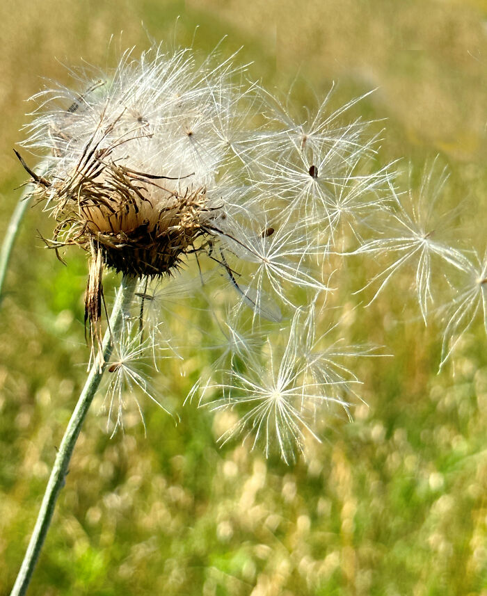 Dandelion
