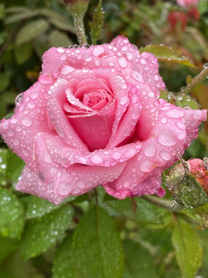 Rose After A Rain