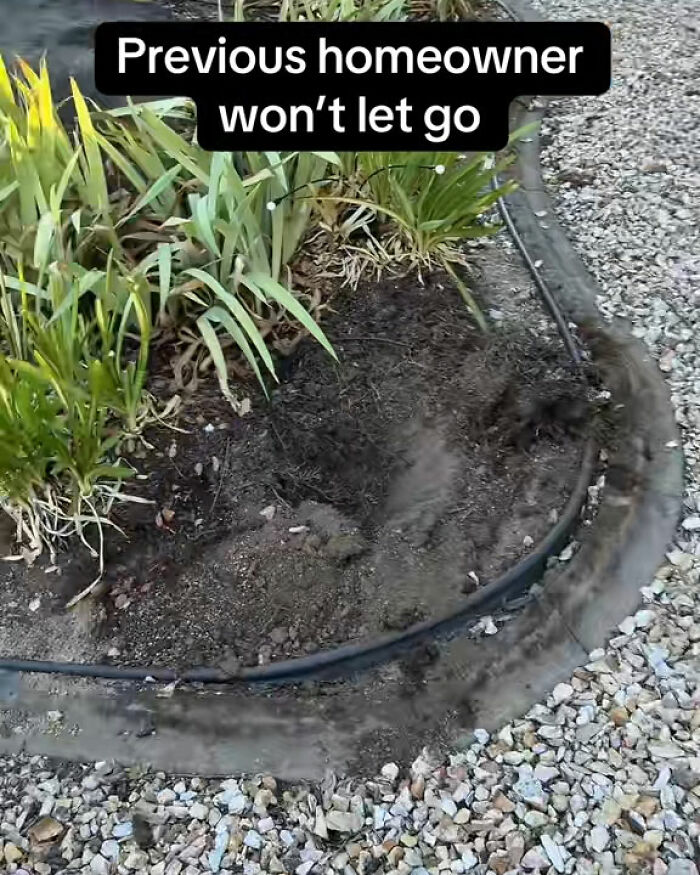 "Call The Cops": Man's Ongoing Plant Feud With House's Former Owner Goes Viral "Call The Cops": Man's Ongoing Plant Feud With House's Former Owner Goes Viral