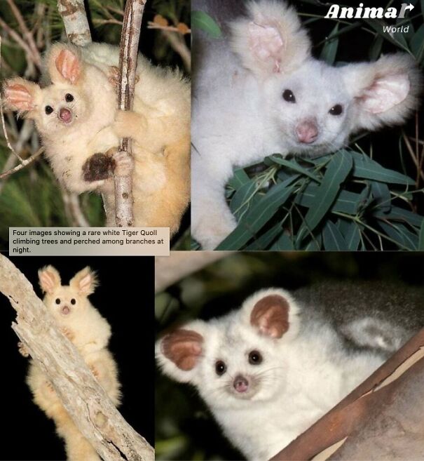 Rare-White-Tiger-Quoll-68d23c6249a3f.jpg
