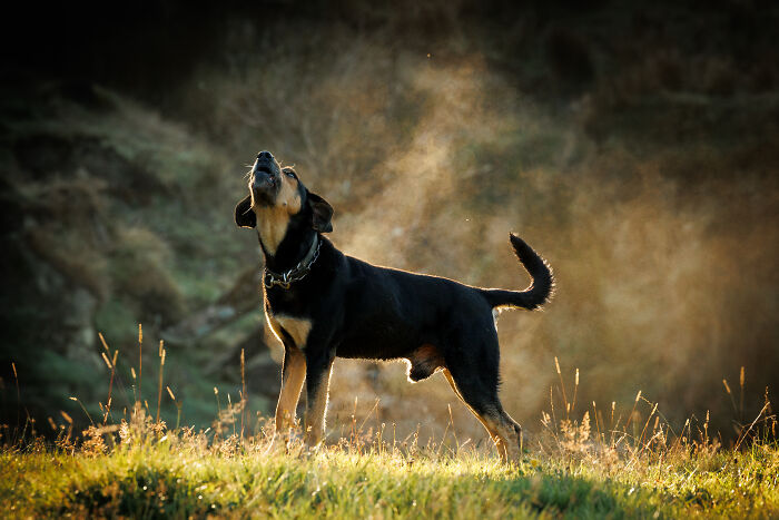 Three dogs sitting on a cart outdoors in soft sunlight, a heartwarming creative pet photo winning pet photography awards.