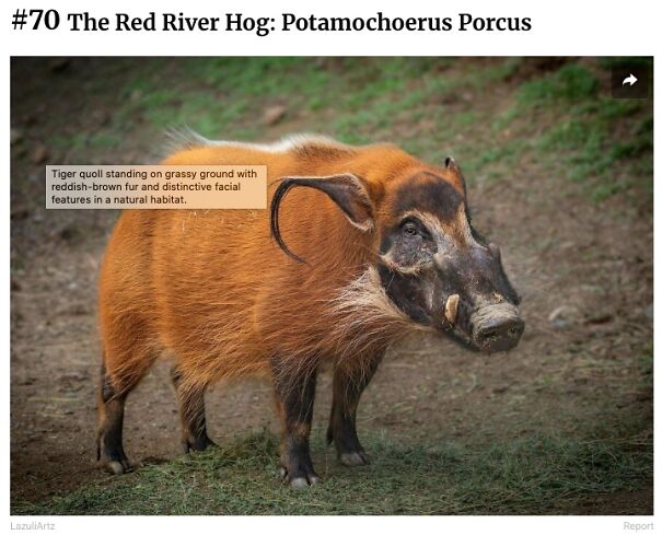 Red-River-Tiger-Quoll-68d23ec19105f.jpg