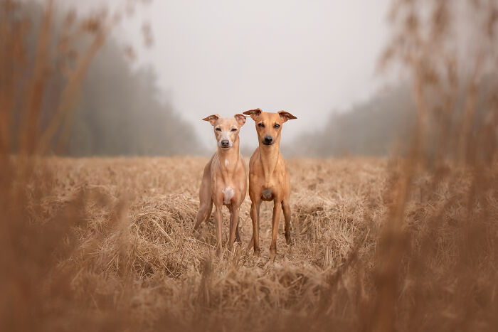 Dog covered in red fabric, captured in a creative pet photo showcasing heartwarming moments in pet photography awards.