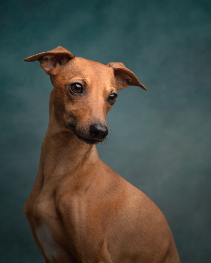 Dog covered in red fabric, captured in a creative pet photo showcasing heartwarming moments in pet photography awards.