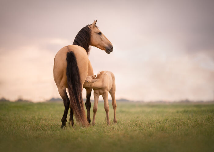 Small brown horse standing in water at sunset, a creative pet photo winning an international pet photography award.