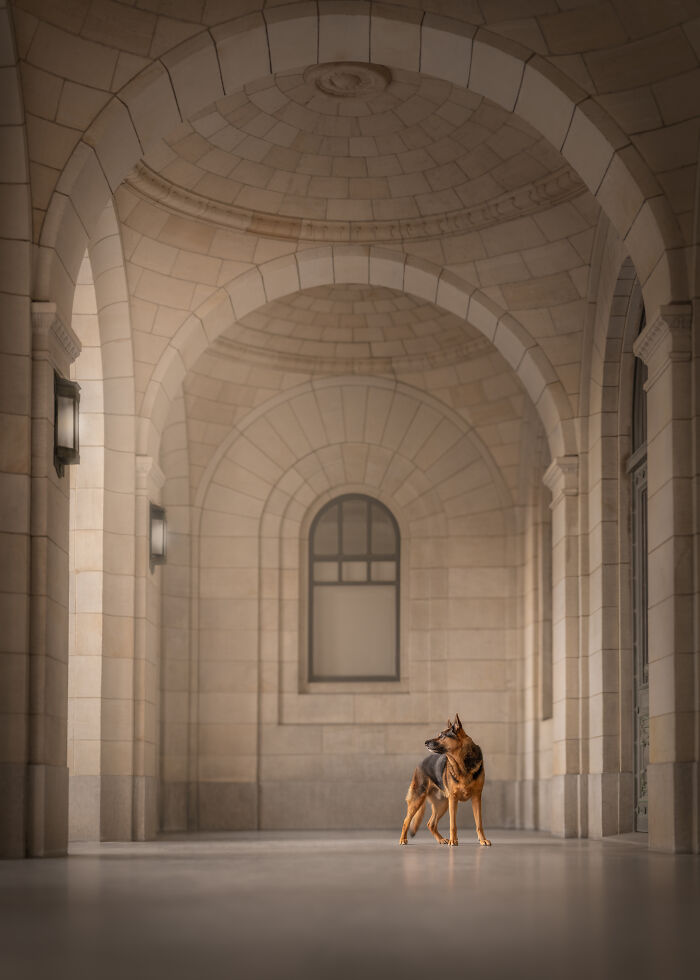 White fluffy dog standing on stone walkway in creative pet photos from international pet photography awards.