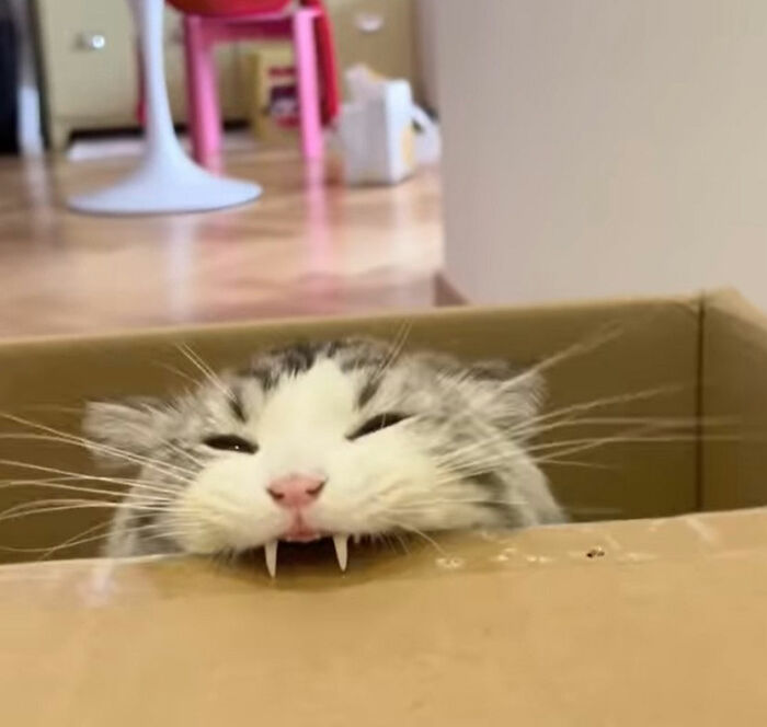 Cartoon of a viral cat moment featuring a funny cat peeking over a surface with exaggerated fangs and expression.