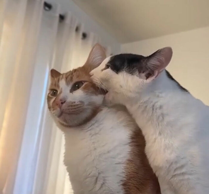 Illustration of two cats, one licking the other, showcasing viral cat moments turned into funny art.