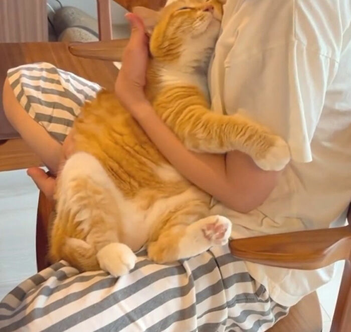 Cartoon illustration of a viral cat moment showing a person hugging an orange and white cat in funny art style.