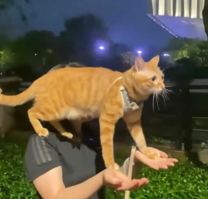 Digital art of a viral cat moment showing an orange cat standing on a person's hands at night outdoors.