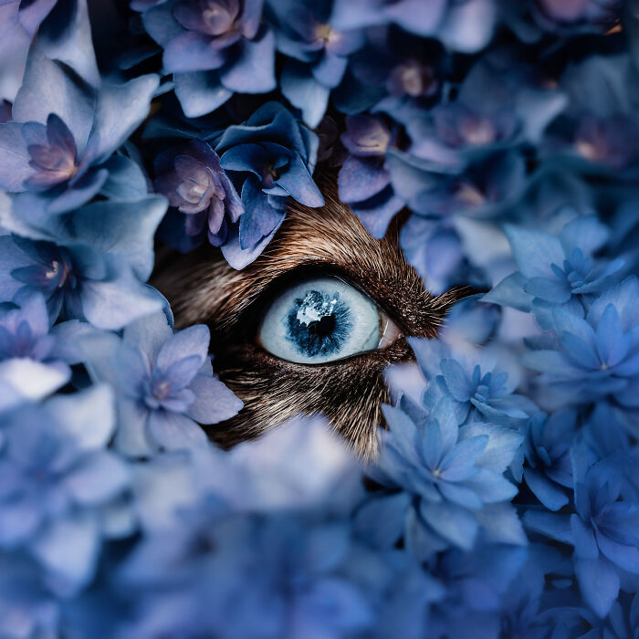Golden retriever jumping into a lake at sunset, capturing a heartwarming and creative pet photo award winner.