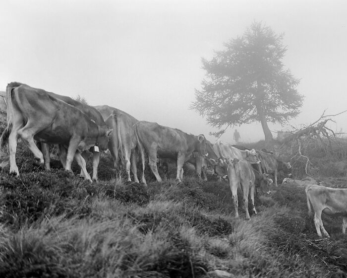 Herd of cows walking on grassy hillside in fog, captured in an award-winning analog photo from the 2025 Analog Sparks Awards.