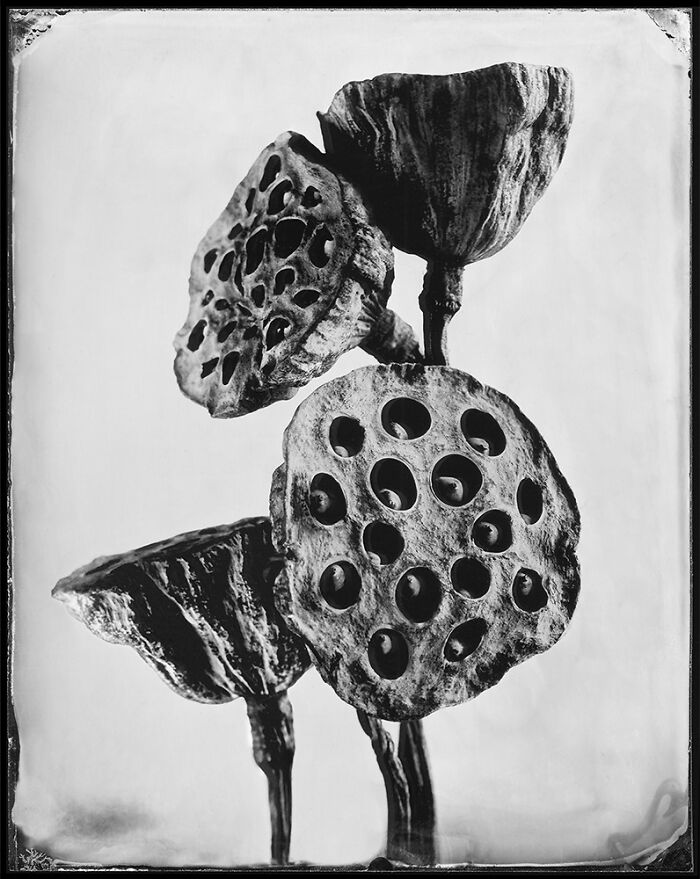 Black and white analog photo of dried lotus seed pods showcasing texture and detail at the 2025 Analog Sparks Awards.