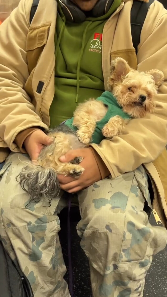 Person on New York subway holding a small dog wearing a green sweater, showing cute and hilarious items carried by riders.