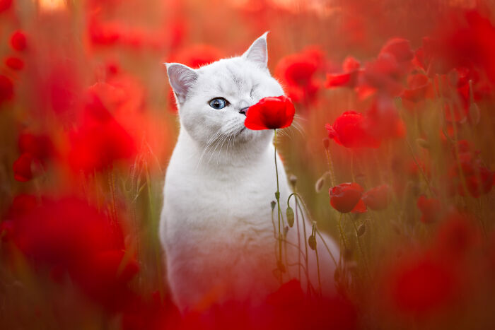 White cat with one blue eye sitting among purple flowers in a heartwarming creative pet photo winning pet photography award.