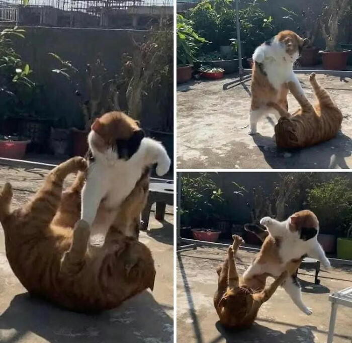 Two cats playfully interacting outdoors, showcasing adorable animal moments shared in a popular Facebook group.
