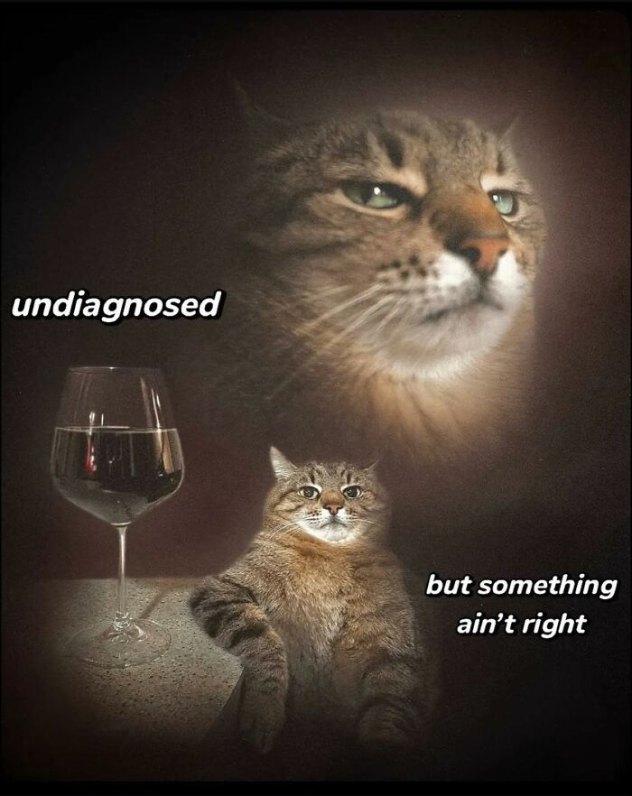 Tabby cat with a glass of wine looking confused, one of the adorable animal moments shared in a Facebook group.