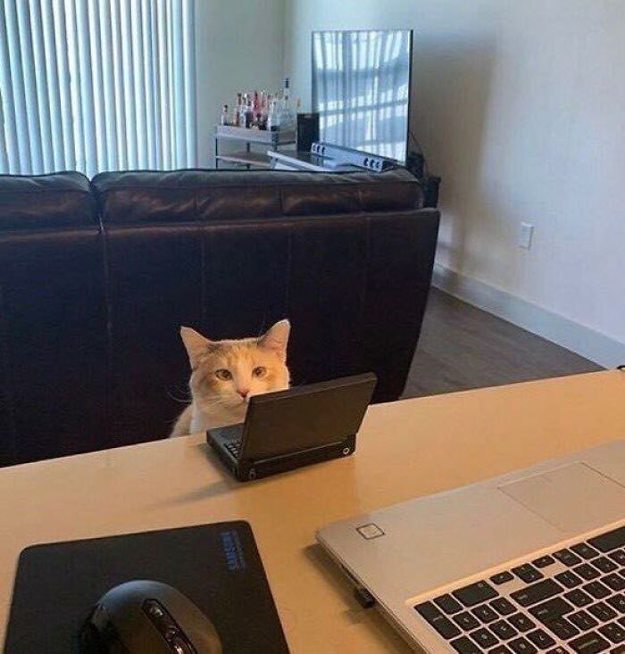 Cat looking at a small laptop on a desk with a computer mouse and a larger laptop in an adorable animal moment.