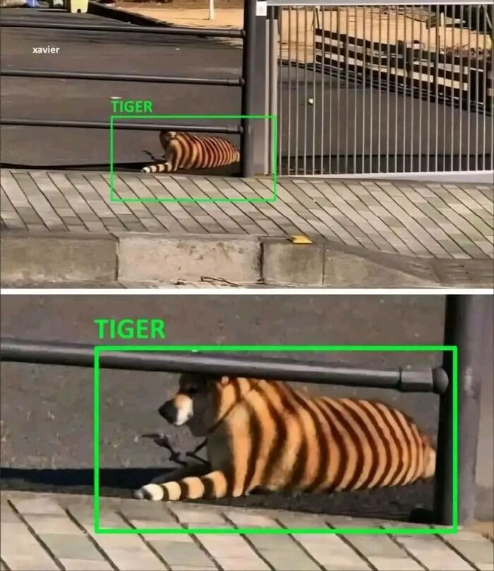 Dog camouflaged with tiger-like shadows lying on pavement, an adorable animal moment shared in a Facebook group.
