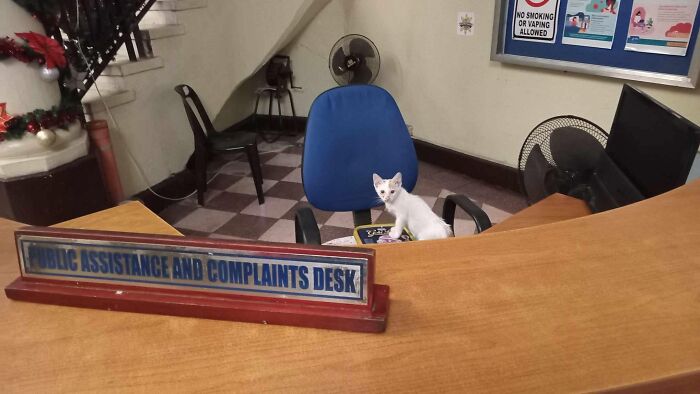 Small white cat sitting on chair behind public assistance desk in office, one of adorable animal moments shared online